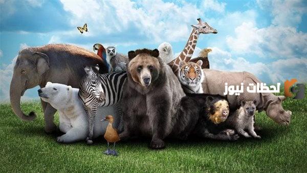 معنى حيوان كالش وأشهر أنواع الحيوانات الكالشة