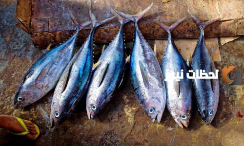 | هل سمك التونة من الثدييات