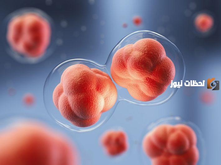 مراحل انقسام الخلية