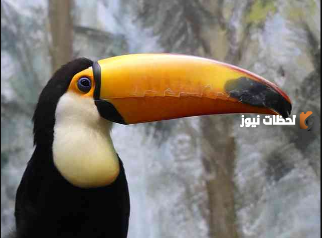 أنواع الطيور المهددة بالانقراض