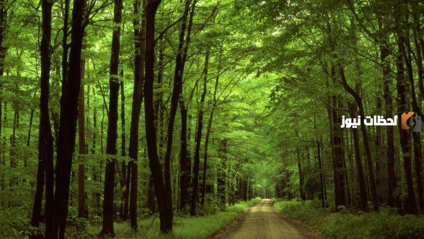 أهمية الغابة في الحفاظ على التوازن البيئي ودورها في تنظيم المناخ