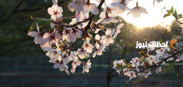 إليك مجموعة من أدعية صباحية قصيرة