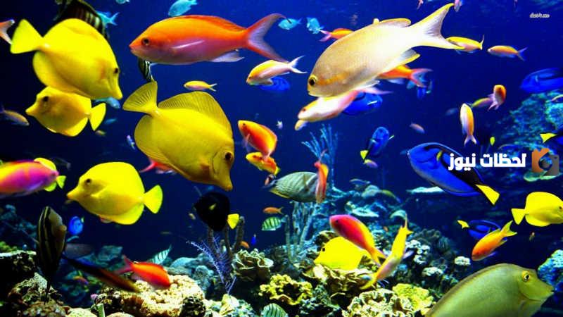 بحث عن الأسماك بجميع أنواعها