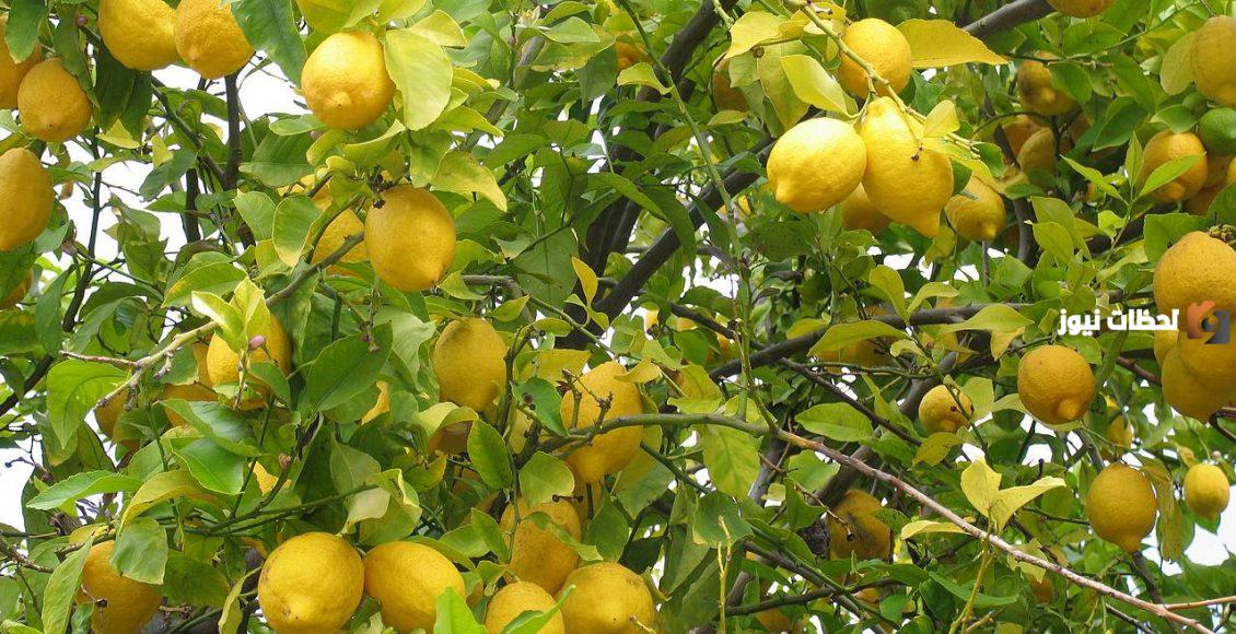 دراسة جدوى مشروع زراعة فدان ليمون