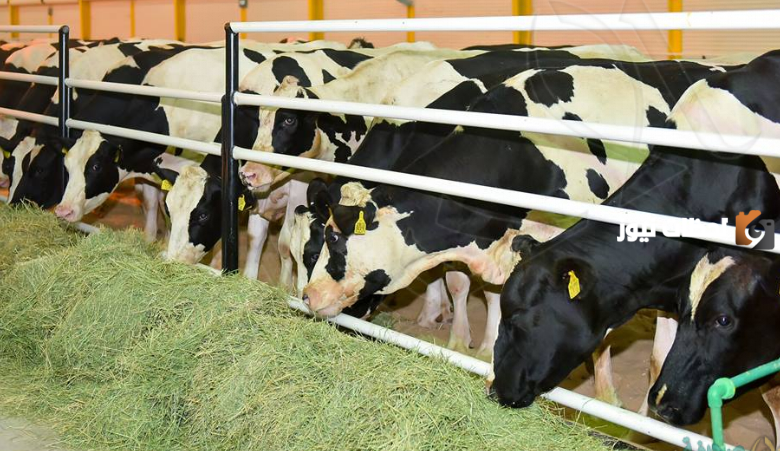 دراسة جدوى مشروع تسمين العجول وطرق التسويق