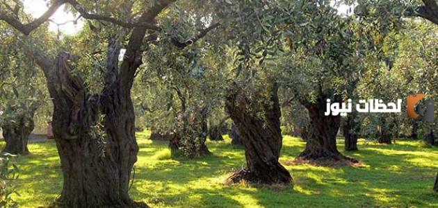 موضوع تعبير عن شجرة الزيتون للصف الرابع