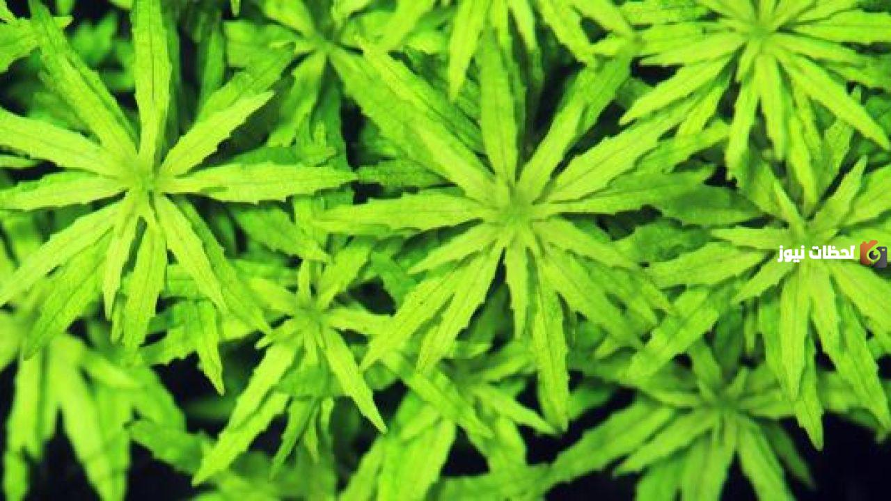 جميع فوائد عشبة الروحب وطرق الاستفادة منها وموانع الاستخدام