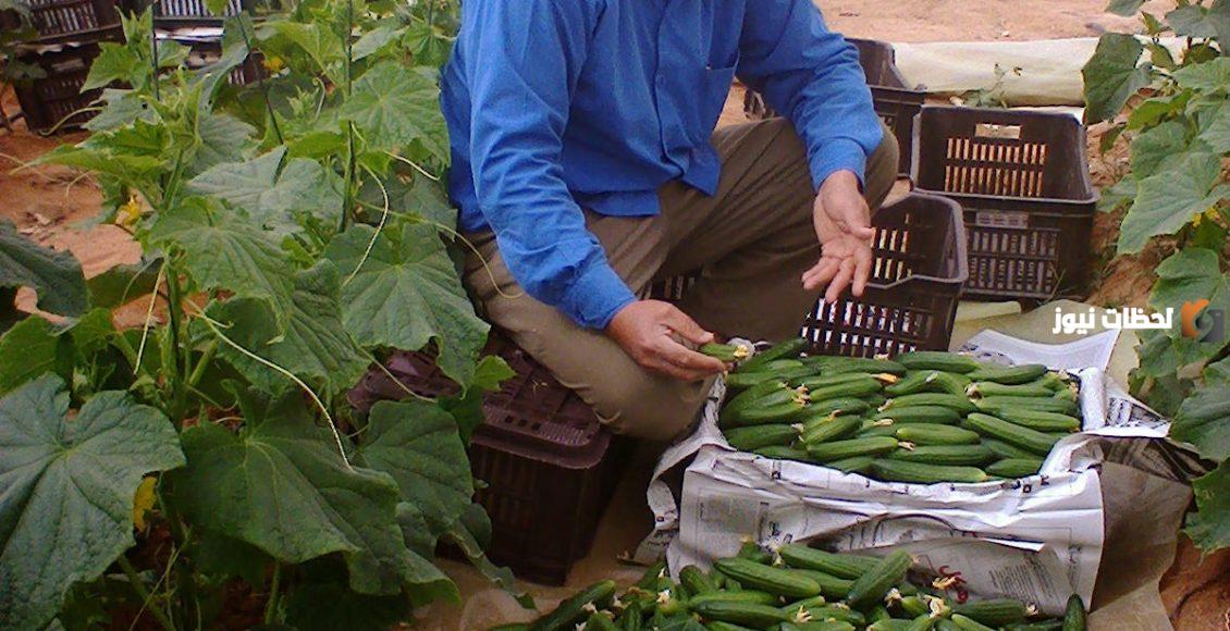 دراسة جدوى مشروع الخيار في الصوب وعوامل نجاح المشروع