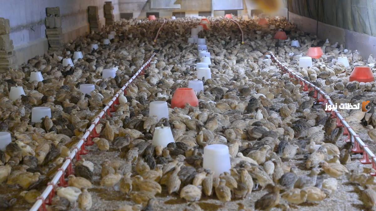 دراسة جدوى مشروع تربية السمان وعوامل نجاح المشروع