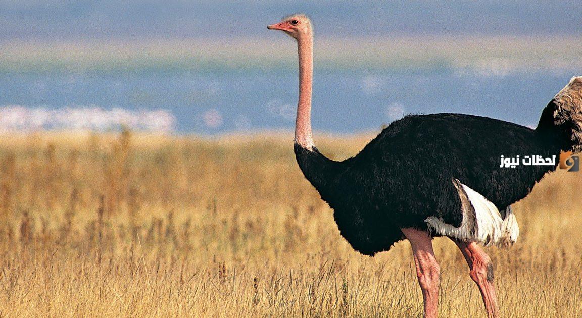 دراسة جدوى مشروع تربية النعام وطرق التسويق الناجحة