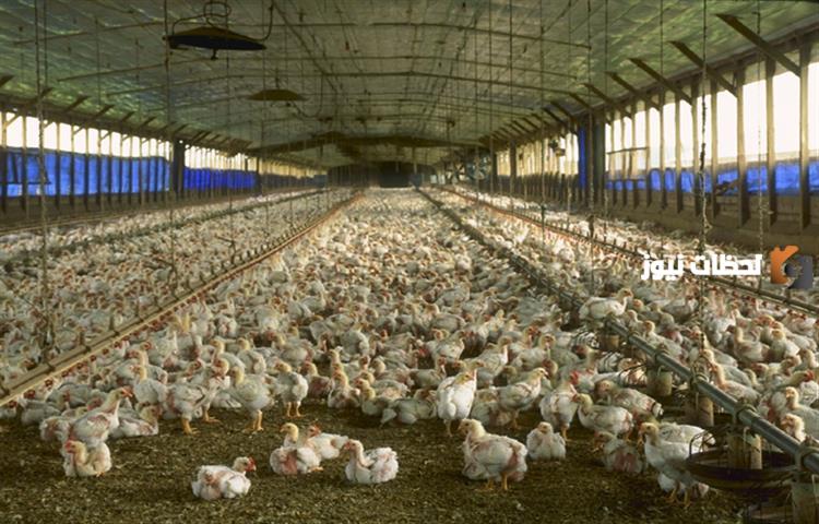 دراسة جدوى مشروع تفريخ دواجن وطرق التسويق