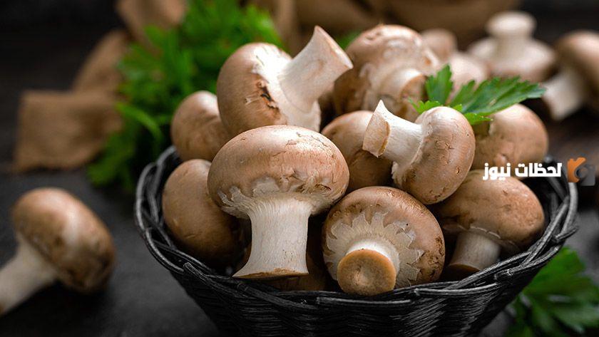 دراسة جدوى مشروع فطر عيش الغراب وعوامل النجاح