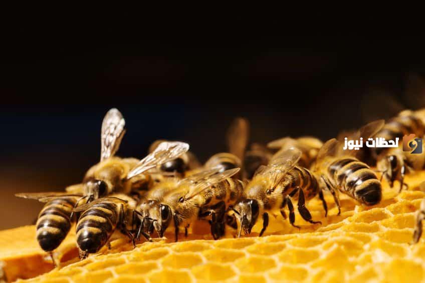 دراسة جدوى مشروع منحل عسل وعوامل نجاح المشروع