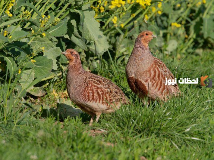 موسم صيد الحجل في الجزائر