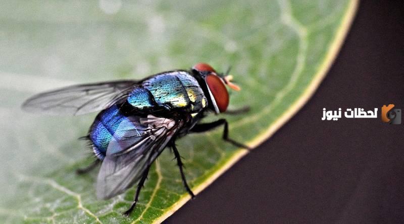 طريقة طرد الذباب بالليمون والقرنفل