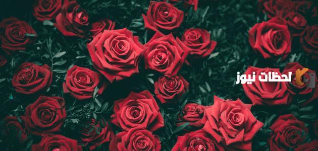شعر عن الورد وأجمل أنواع الورود