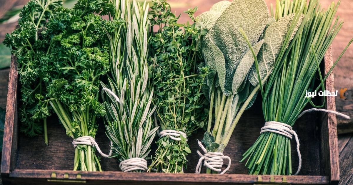 علاج الارتيكاريا بالأعشاب والوصفات الطبيعية