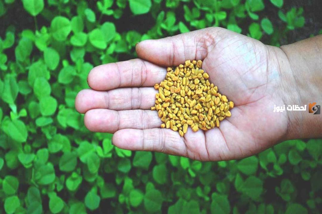 علاج الزائدة الدودية بالاعشاب بدون جراحة في المنزل