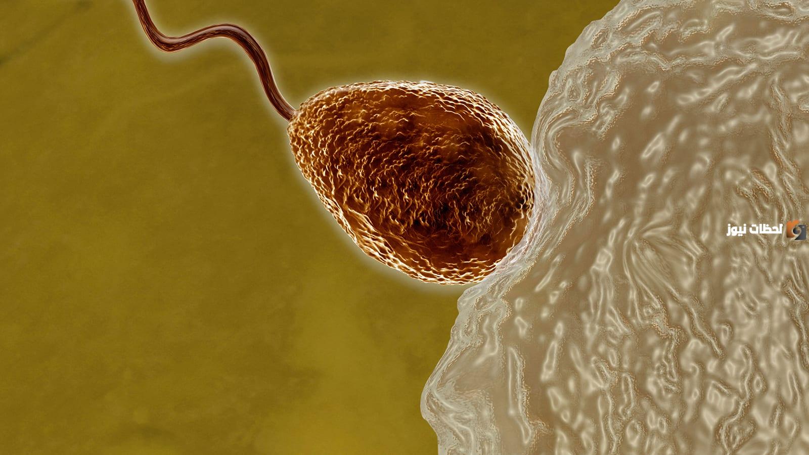 علاج ضعف حركة الحيوانات المنوية بالاعشاب في المنزل بوصفة طبيعية مجربة