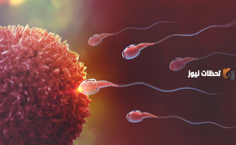 علاج ضعف حركة الحيوان المنوي بالأعشاب للدكتور سعيد حساسين بوصفات طبيعية منزلية