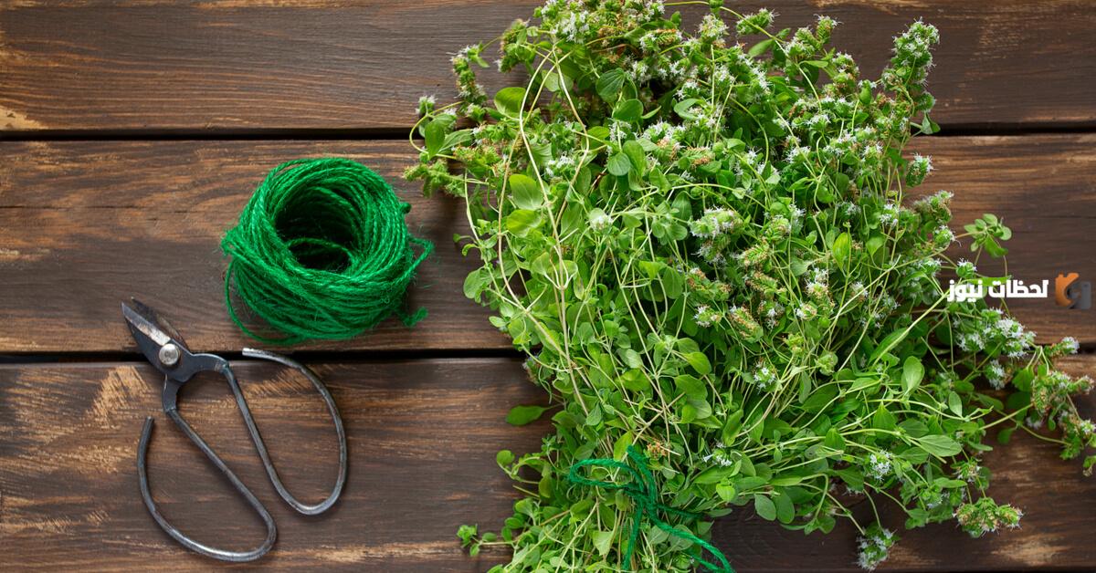 علاج كيس ماء على الكلى بالأعشاب بطريقة آمنة وفعالة