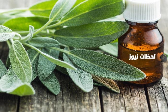 فوائد الميرمية للرجيم و طريقة استخدامها