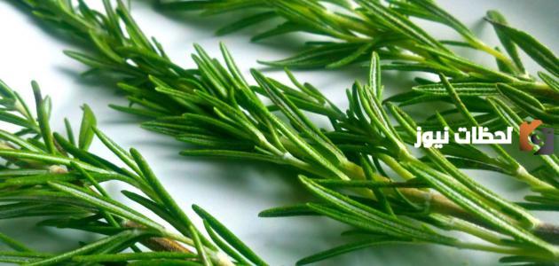 ما هي فوائد الإكليل للتخسيس1