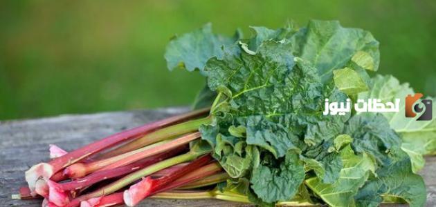 ما هي فوائد الراوند للتخسيس1