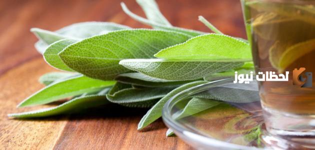 ما هي فوائد الميرمية للتنحيف