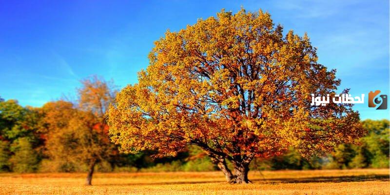 كيفية المحافظة على الشجرة وأبرز نصائح العناية بها