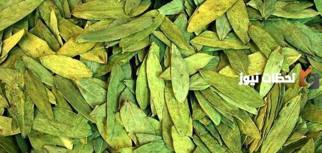 كيفية استخدام عشبة العشرق للتنحيف وعدد مرات تناولها في اليوم