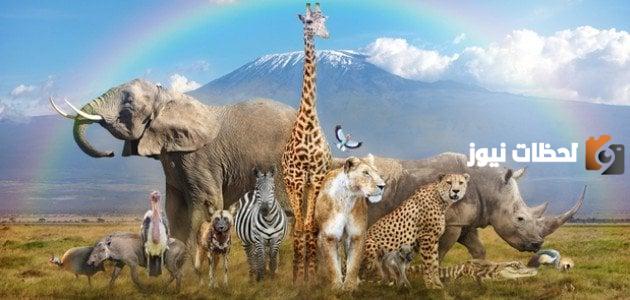 كيف يمكن حماية الحيوانات من الانقراض وما هي أسباب انقراض الحيوانات 