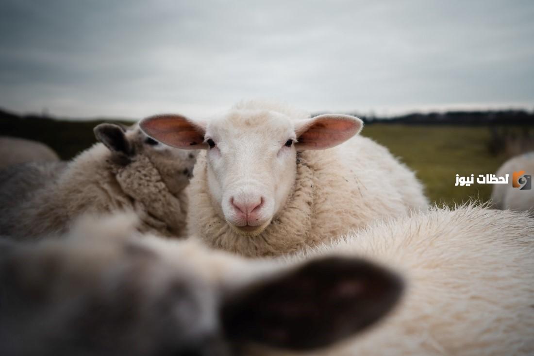 ما الحكمة من ذبح الاضحية يوم العيد