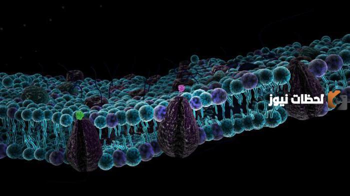 ما هو النقل النشط وما الفرق بين النقل النشط والانتشار