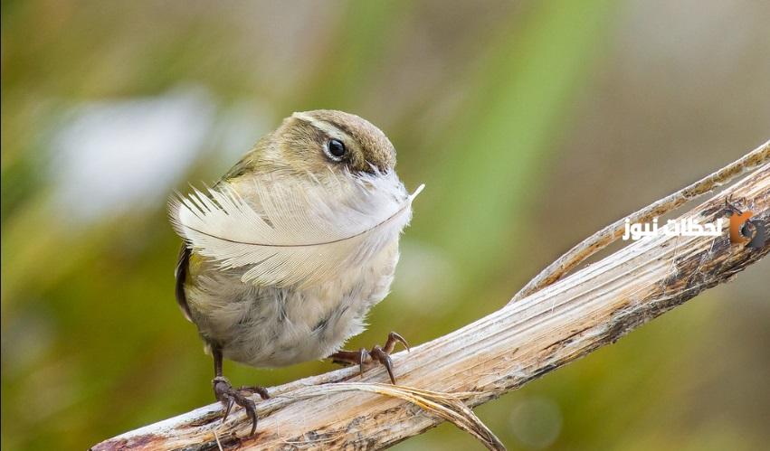 ما هو طائر النمنمة وما هي أبرز المعلومات عنه