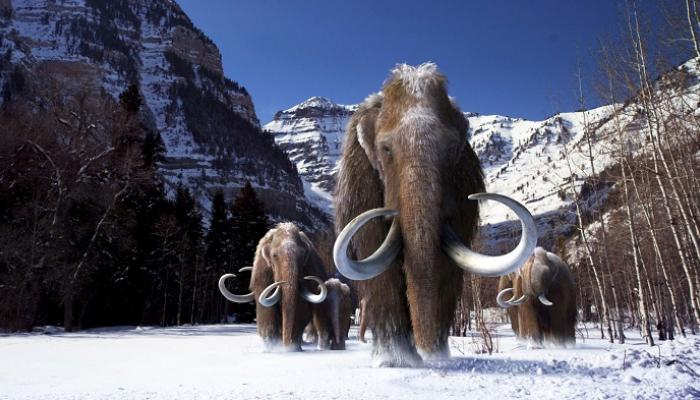 ما هي أسباب انقراض الماموث