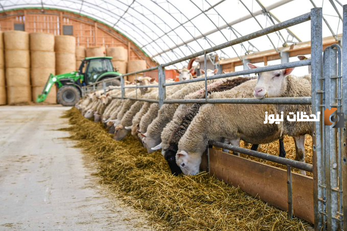 دراسة جدوى مشروع تربية الأغنام وعوامل النجاح