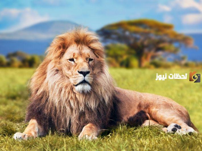 معلومات عن الأسد نادرة