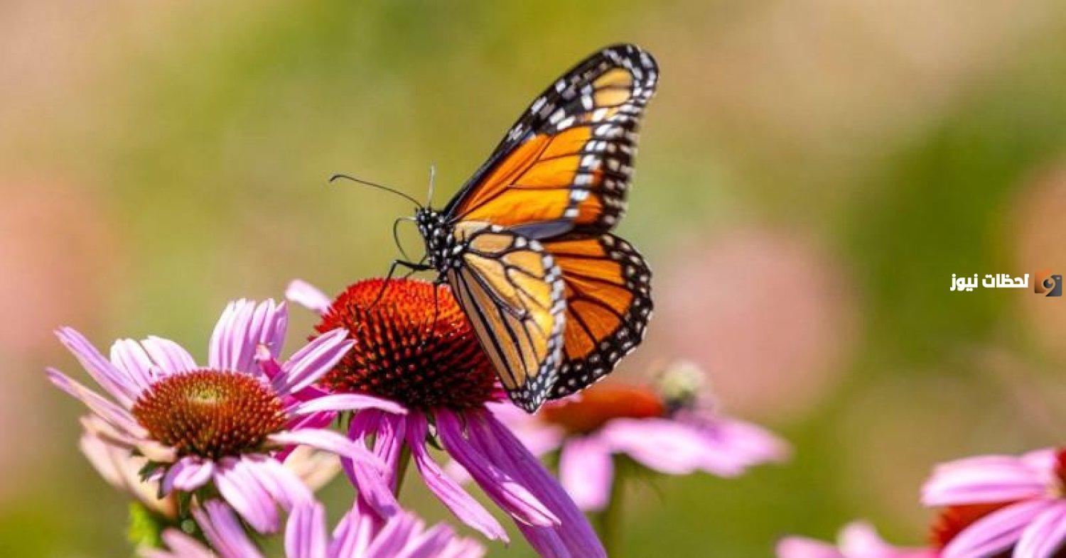 معلومات عن الفراشة ستعرفها لأول مرة في حياتك