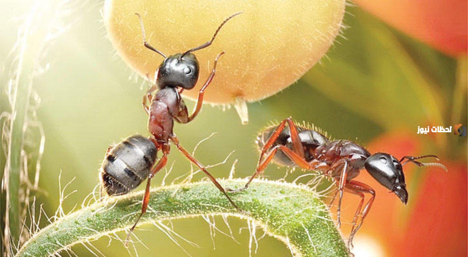 معلومات عن النمل والفرق بين أنواع النمل للأطفال