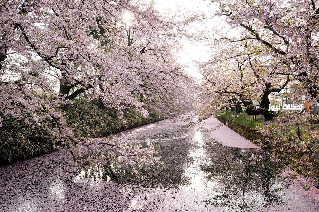 معلومات عن شجرة الساكورا اليابانية وموعد إزهارها
