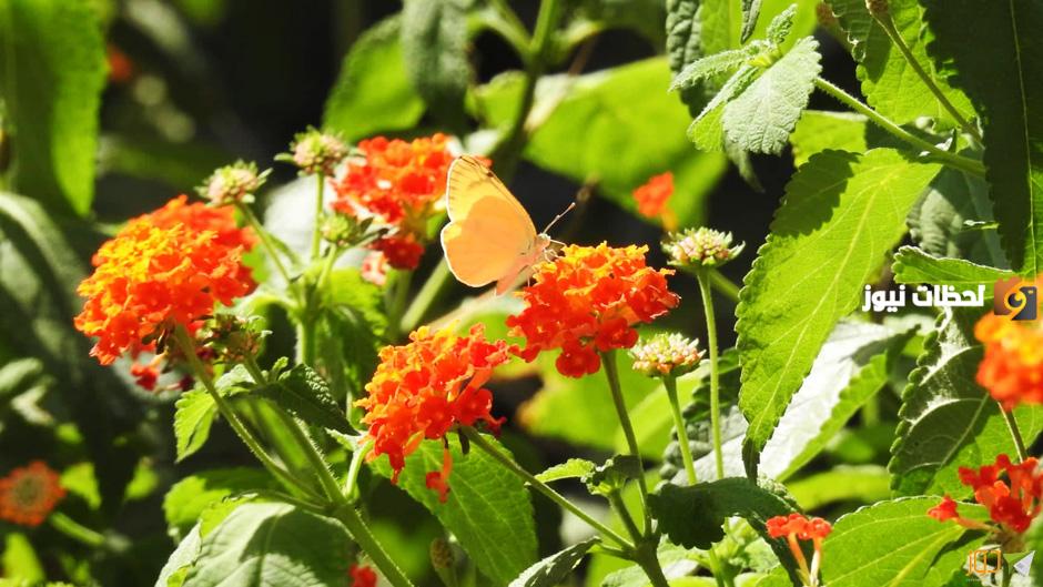 نباتات المناخ القاري أنواعها وطرق العناية بها