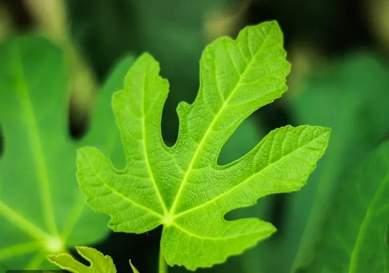 فوائد ورق التين للتنحيف