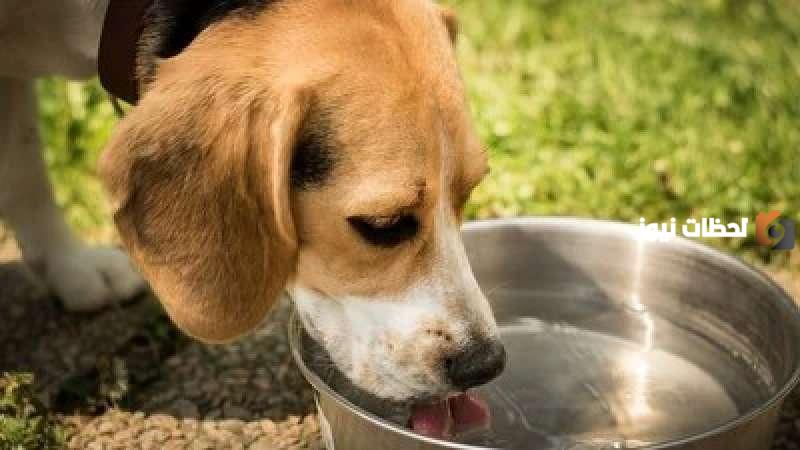 لماذا يجب حماية الحيوانات