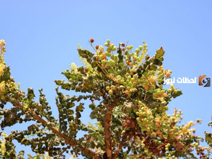 طريقة استخراج اللبان والشجرة التي يتم استخراجه منها