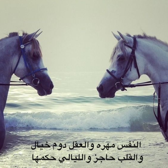 معلومات عن الحصان | عبارات جميلة في حب الحصان