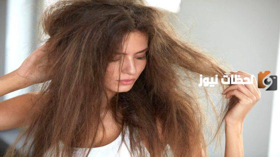 طريقة علاج الكافيار الأخضر للشعر الجاف