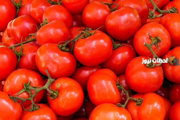 دراسة جدوى زراعة الطماطم