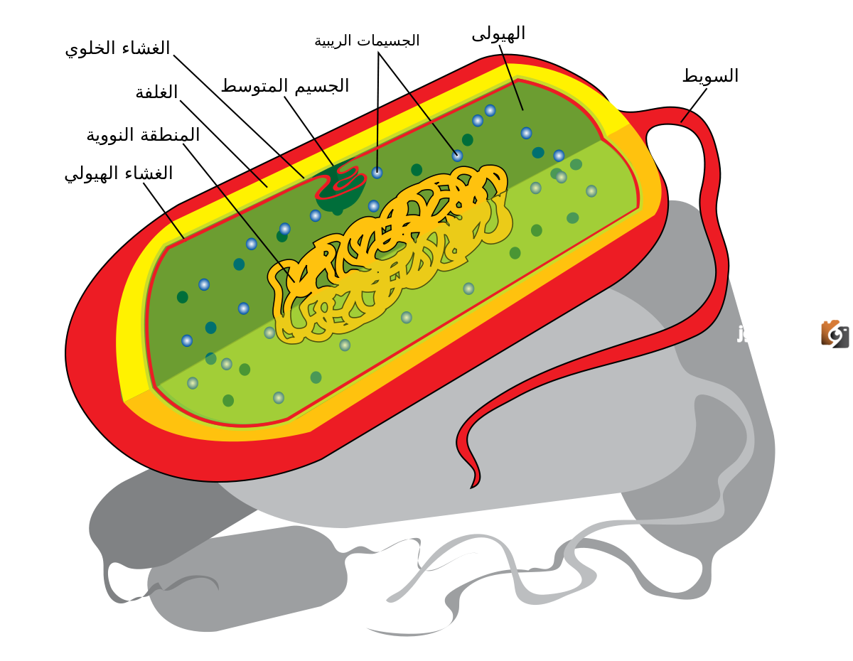الفرق بين الخلية حقيقية النواة وبدائية النواة