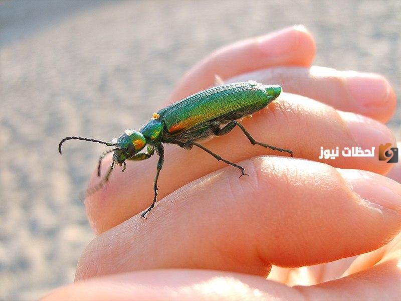 طرق حصول الحشرات على غذائها